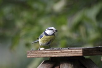 Blue tit (Cyanistes caeruleus), close-up, autumn, birdseed, The tit has a sunflower seed in its