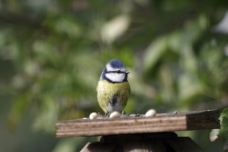 Blue tit (Cyanistes caeruleus), close-up, autumn, bird seed, Germany, The tit found nuts on a board