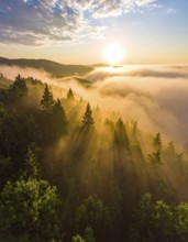 Sunlight streaming through a dense, misty forest, Fog covered forest in summer with mystic golden