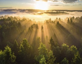 Misty sunrise over a forest with light rays shining through the trees, Fog covered forest in summer