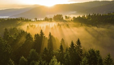 Golden sunrise light breaks through the mist in a tranquil forest setting, Fog covered forest in
