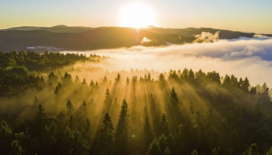 Sunrise over a fog-covered forest and mountains, offering a serene view, Fog covered forest in