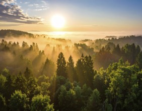 Sunrise casts rays over a misty forest, capturing a tranquil natural scene, Fog covered forest in