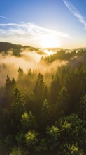 Sunrise over a misty forest with golden light filtering through the trees, Fog covered forest in