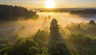 Tranquil sunrise with light rays illuminating a misty forest landscape, Fog covered forest in
