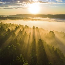 Sunrise over a misty forest with golden sunlight filtering through the trees, Fog covered forest in