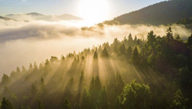 Sunlight illuminating a misty forest with mountains in the background, Fog covered forest in summer