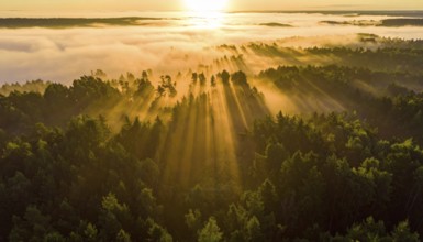 Early morning sunlight over a fog-covered forest landscape, Fog covered forest in summer with