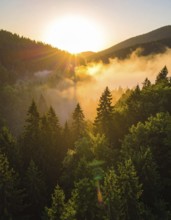 Sunrise over a foggy forest with glowing sunlight and shadows, Fog covered forest in summer with