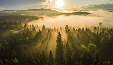 Sunlight breaking through misty forest creating a serene and atmospheric landscape, Fog covered
