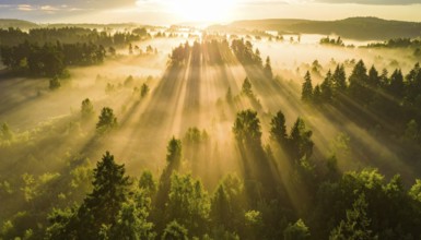 Golden morning light filters through forest mist creating a tranquil scene, Fog covered forest in