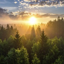 Sunset casting rays of light through a forest with dramatic clouds overhead, Fog covered forest in