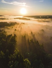 Sunrise over a misty forest with beams of light streaming through the trees, Fog covered forest in
