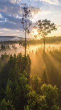 Sunrise with mist and light rays filtering through a forest dominated by tall trees, Fog covered