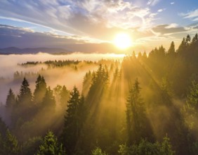 Golden sunlight filters through a misty forest at sunrise with clouds above, Fog covered forest in