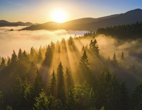 Sunrise casting rays through a misty forest in the mountains, Fog covered forest in summer with