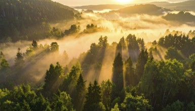 Golden dawn light spreads through a misty forest evoking a sense of calm, Fog covered forest in