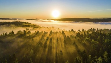 Early sunlight illuminates a mist-covered forest with tranquil golden hues, Fog covered forest in