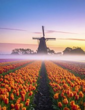 Fog covered landscape in sunrise with tulip fields and windmill in background, AI generated
