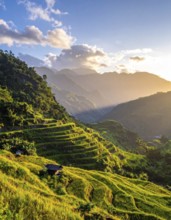 Early morning light bathes Philippines rice terraces cascading down mountain slopes, beautiful