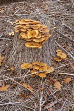 Honiggelber Hallimasch (Armillaria mellea), Baumstumpf, Sondern, Olpe, Sauerland, North