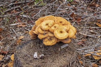 Honiggelber Hallimasch (Armillaria mellea), Baumstumpf, Sondern, Olpe, Sauerland, North