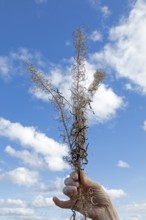 Woman holding dried fireweed (Epilobium), Sondern, Olpe, Sauerland, North Rhine-Westphalia, Germany