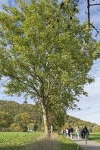Mountain, forest, path, people, Kaiser-Wilhelm-Denkmal, Porta Westfalica, North Rhine-Westphalia,