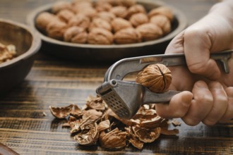 A person is cracking open a walnut using a metal nutcracker. Shelled walnut pieces and empty shells
