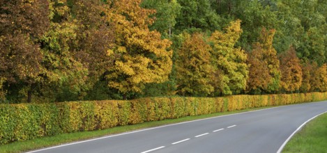 Hedge and trees in autumn colors on a state road 2240, Lauf an der Pegnitz, Middle Franconia,