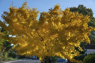 Bright yellow autumn color of a ginkgo or ginko tree (ginkgo biloba), Eckental, Middle Franconia,