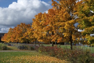 Ahornallee (Acer) in autumn colors on the school grounds of the Eckental Gymnasium, Mittelfranen,