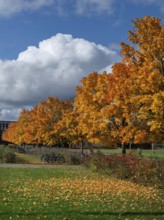 Ahornallee (Acer) in autumn colors on the school grounds of the Eckental Gymnasium, Mittelfranen,