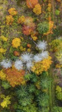 Autumn forest in the Black Forest. Drone photo of trees in colorful autumn leaves and conifers,