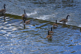 Canada geese (Branta canadensis) at a weir in Pegnitz, Lauf an der Pegnitz, Middle Franconia,