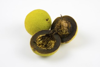 Two walnuts, one whole and one cut in half, on a white background, black walnut (Juglans nigra),