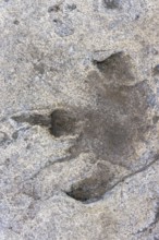 Ornithopod footprints in sandstone deposits at the Lower Cretaceous dinosaur tracksite at