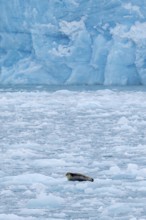 Bearded seal (Erignathus barbatus) resting on ice floe in front of ice wall of glacier along the