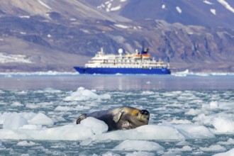 Bearded seal resting on ice floe in front of Antarctic cruise ship MV Sea Spirit of Poseidon