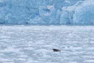 Bearded seal (Erignathus barbatus) resting on ice floe in front of ice wall of glacier along the