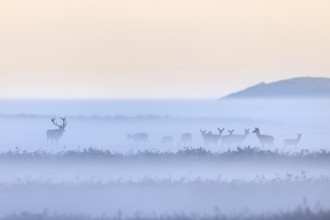Red deer stag herding herd of hinds in morning mist along the Baltic Sea, Western Pomerania Lagoon