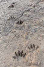 Common raccoon, North American racoon (Procyon lotor) close-up of footprints, tracks in wet sand,