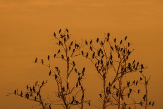 Colony of great cormorants (Phalacrocorax carbo) perched in dead trees in wetland, marshland at
