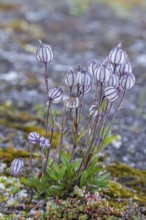 Polar campion, Northern catchfly (Silene uralensis arctica, Silene wahlbergella arcticum, Silene