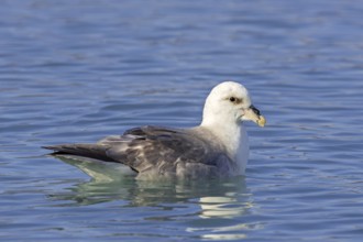 Northern fulmar (Fulmarus glacialis) light morph swimming in the Arctic Ocean along the Svalbard,