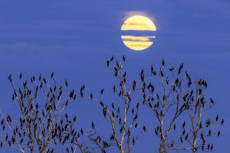 Colony of great cormorants (Phalacrocorax carbo) perched in dead trees in wetland, marshland at