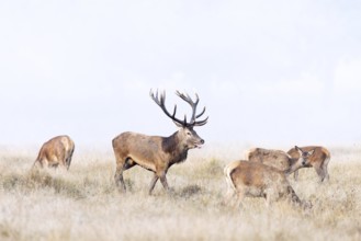 Red deer (Cervus elaphus) stag with big antlers in grassland checking out hinds, females in heat by