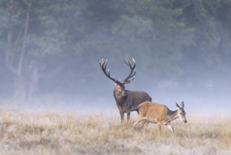 Red deer (Cervus elaphus) stag with big antlers in grassland at edge of forest checking out hind,