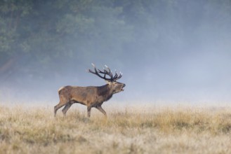 Red deer (Cervus elaphus) stag with big antlers bellowing in grassland at edge of forest in early