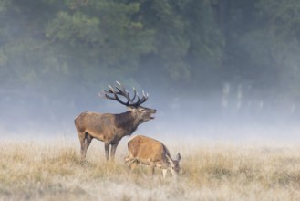 Hind and red deer (Cervus elaphus) stag with big antlers burling in grassland at edge of forest in